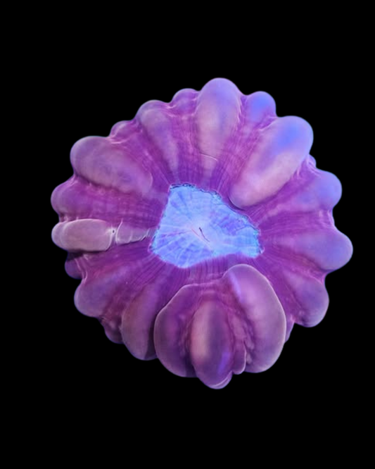 Corail vivant Cynarina ultra de la marque MB Coraux, visible dans l'image, avec ses couleurs et textures naturelles.