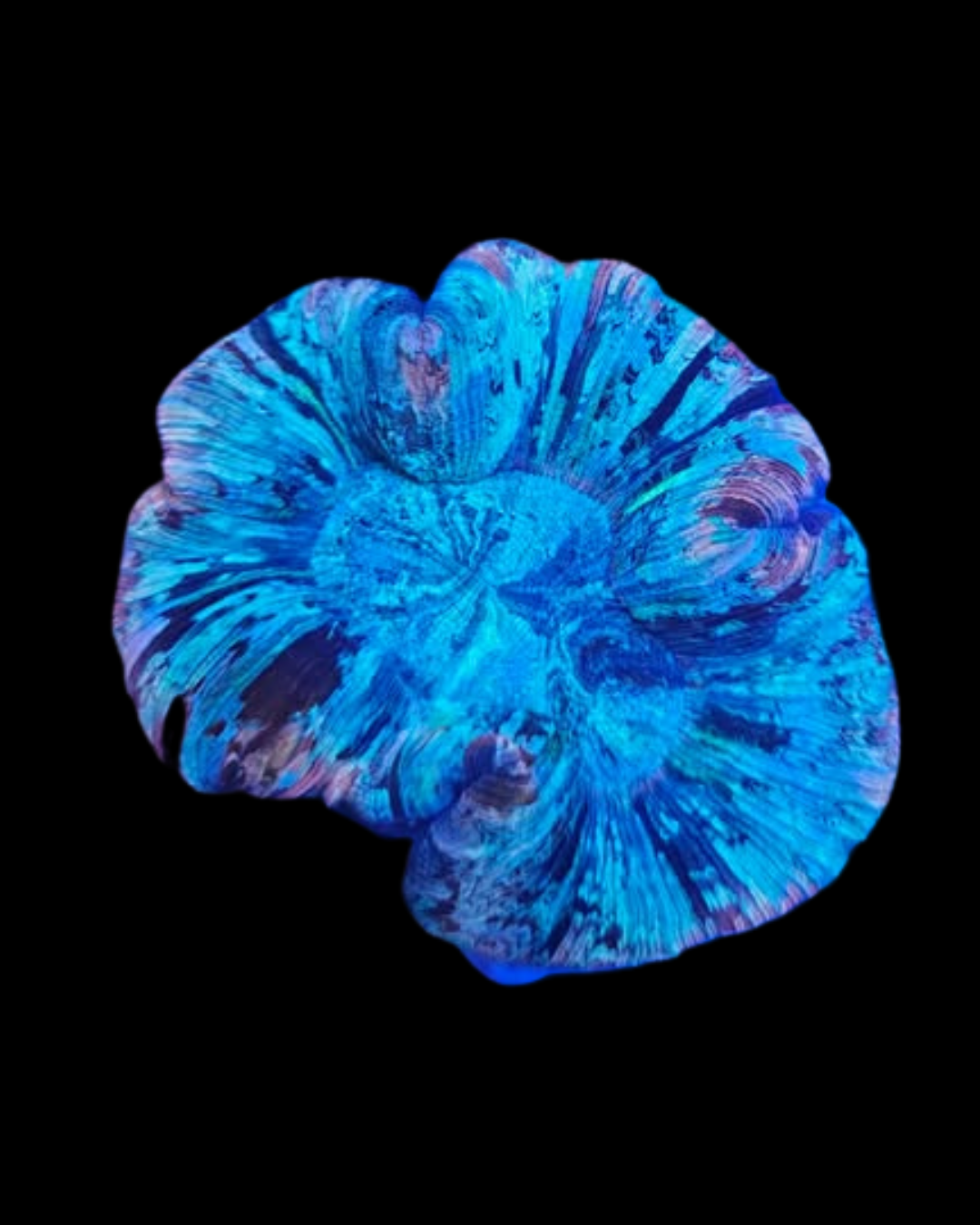 Coraux vivants Welso WYSIWYG de la marque MB Coraux, création d'aquarium marin avec coraux colorés et diversifiés.