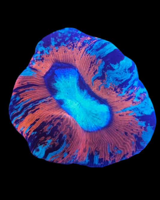 Coraux vivants Welso WYSIWYG de MB Coraux, création d'aquarium marin avec coraux colorés et détaillés.