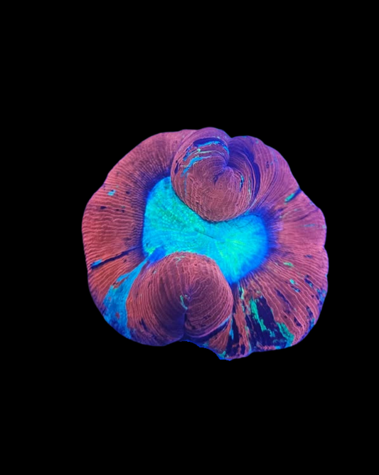 Vivant Welso WYSIWYG MB coraux, création d'aquarium avec coraux colorés, visible dans une image claire et détaillée.