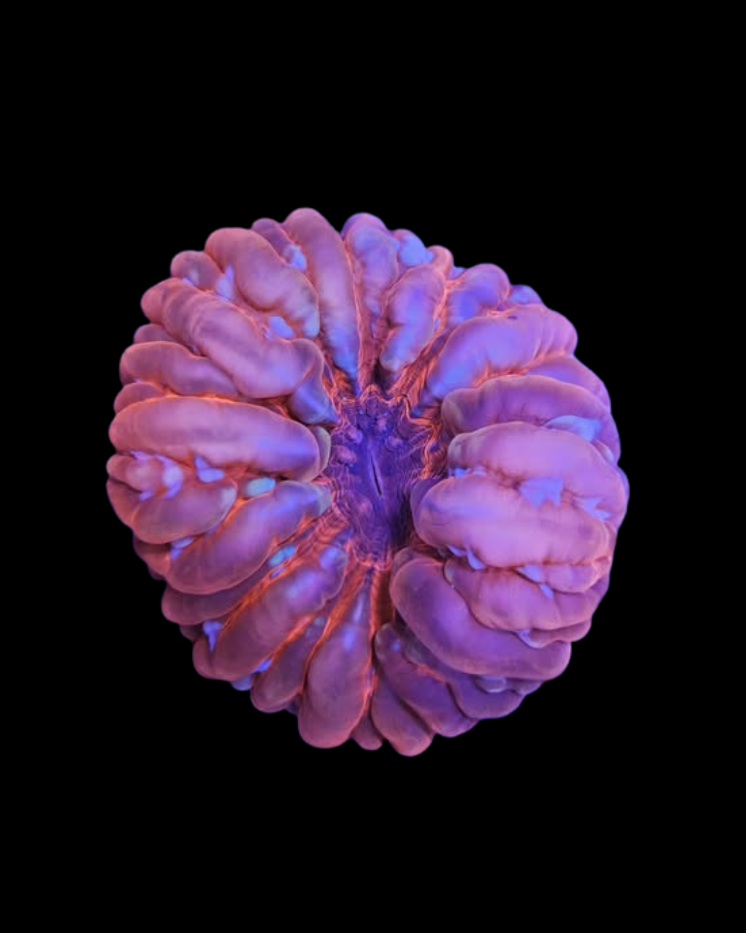 Corail vivant Cynarina ultra de la marque MB Coraux, coloration vibrante et textures détaillées visible dans l'image.