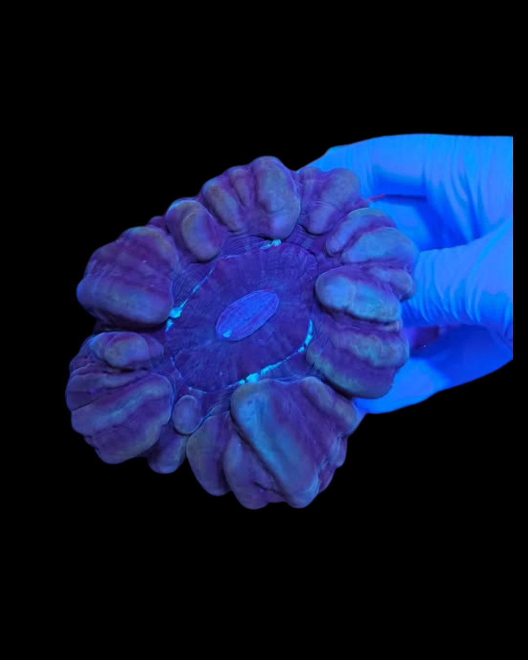 Corail vivant Cynarina vert de la marque MB Coraux, image montrant ses couleurs riches et sa structure unique.