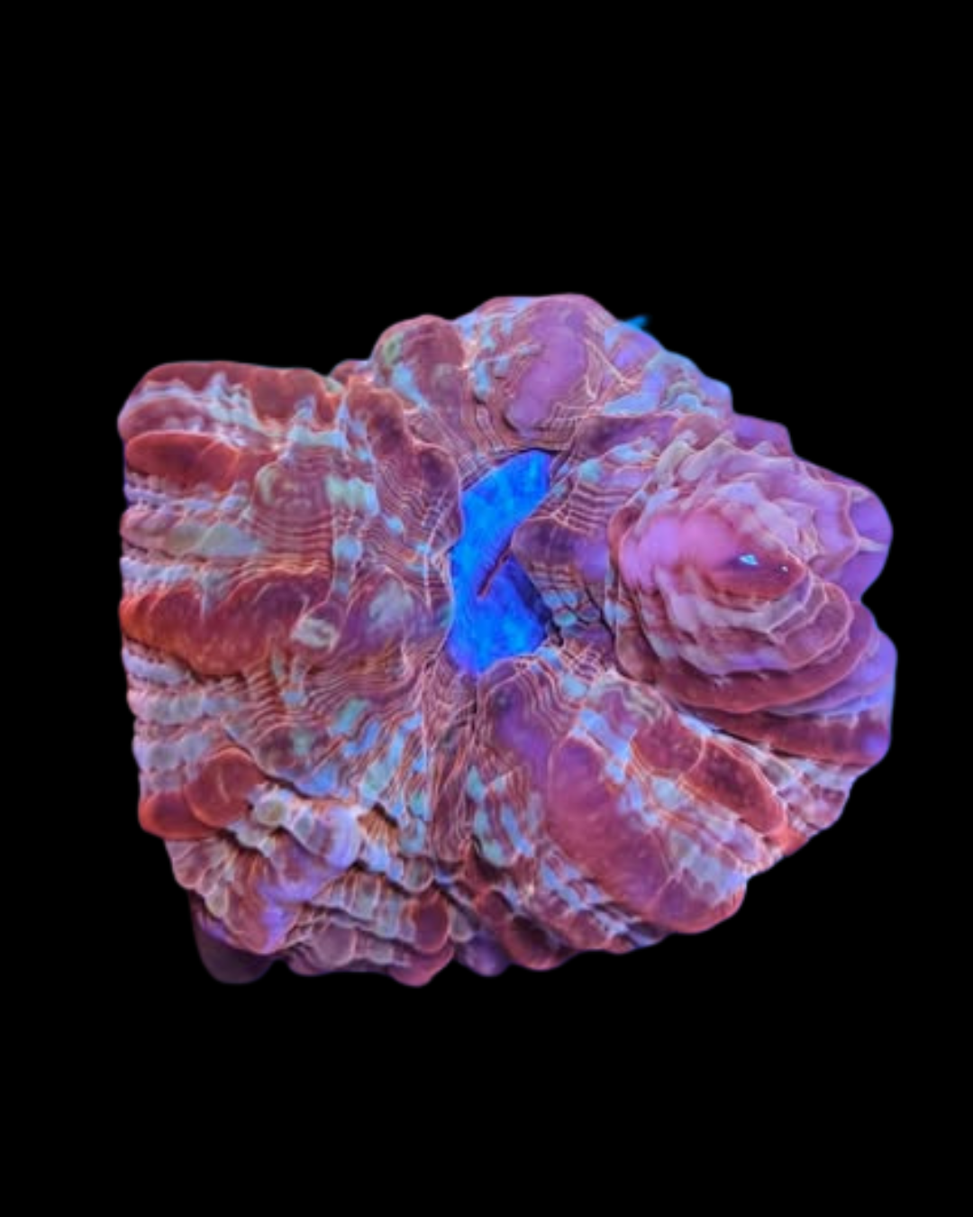 Corail vivant Cynarina Ultra Rainbow de MB Coraux, montrant ses couleurs vives et sa structure robuste.