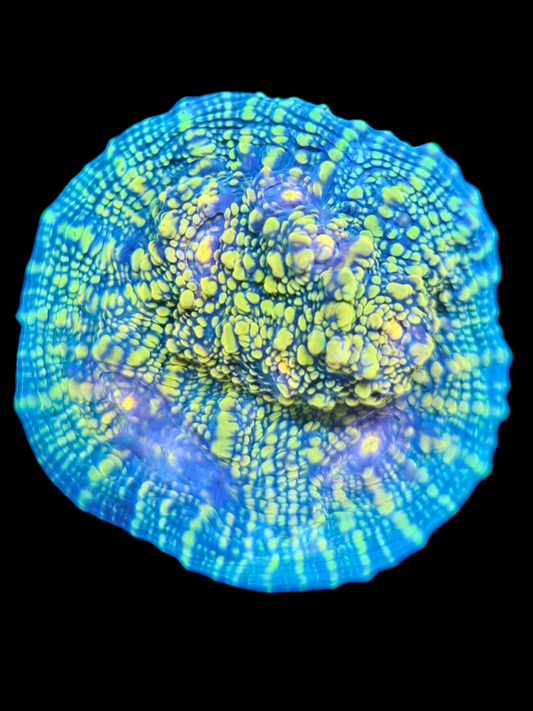 toxic pie chalice