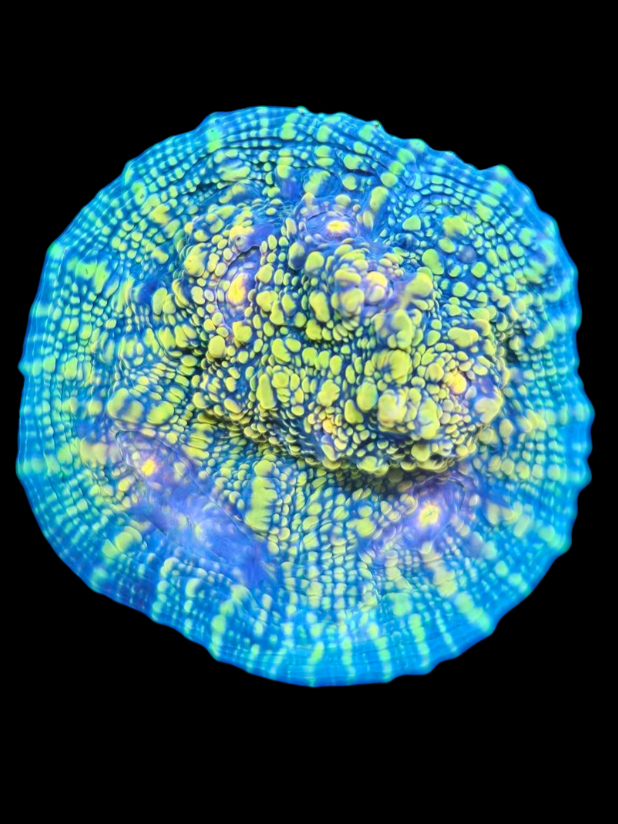 toxic pie chalice