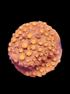 Cyphastrea Orange