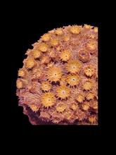 Load image into Gallery viewer, Cyphastrea Orange