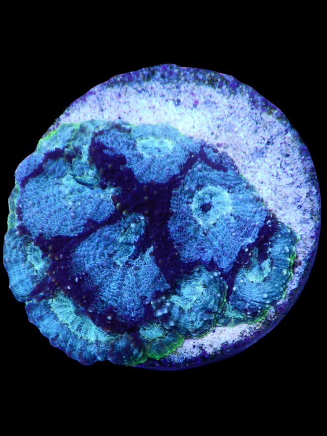 Génie acantastrea