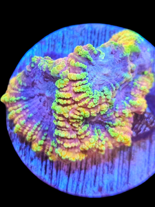 favia ultra