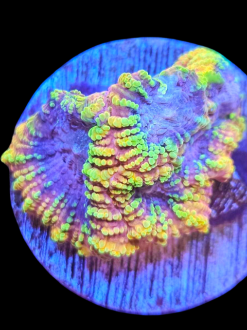 favia ultra