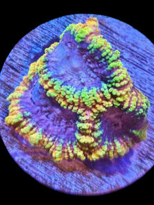 favia ultra