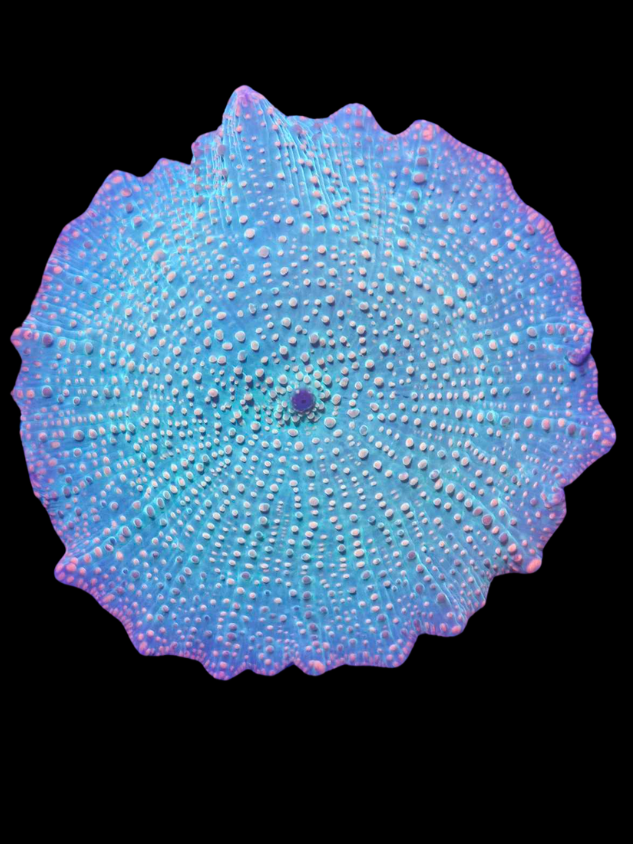 Emerald discosoma