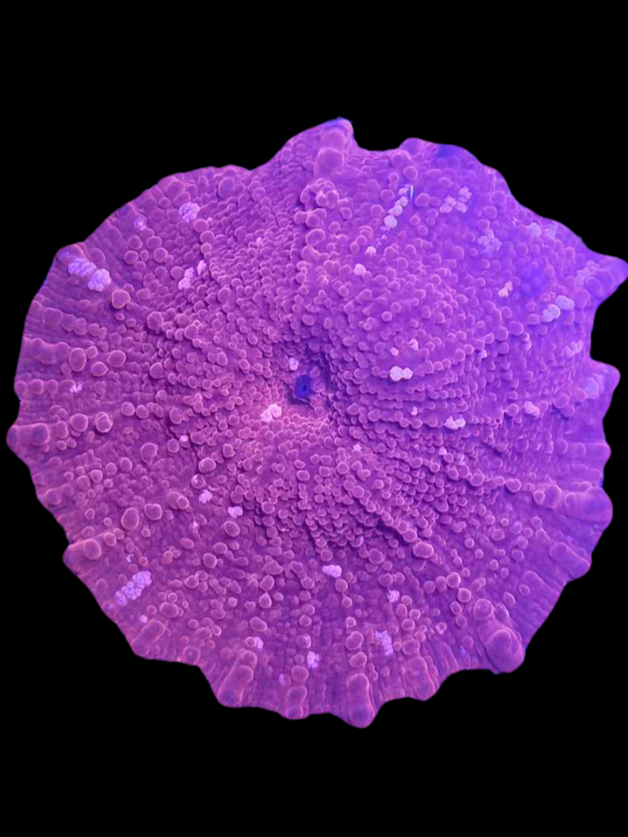 Pink discosoma