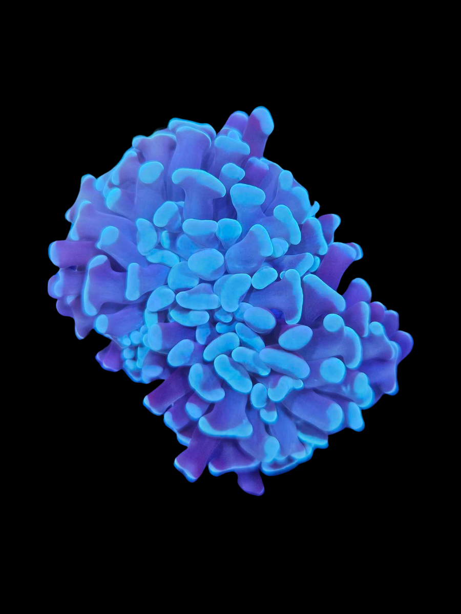 Blue hammer