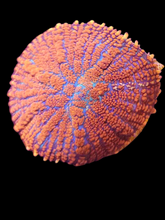 Load image into Gallery viewer, Fiery orange rhodactis