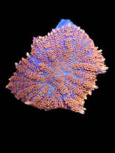Load image into Gallery viewer, Fiery orange rhodactis