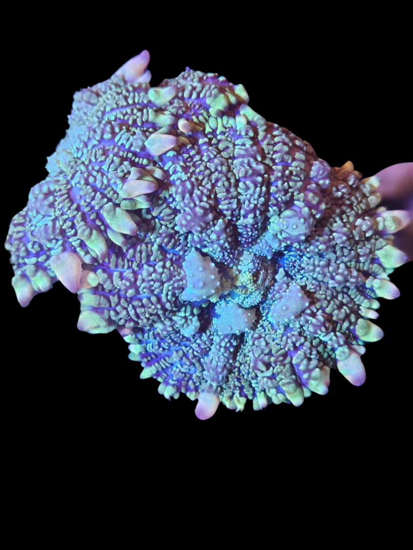 Rhodactis