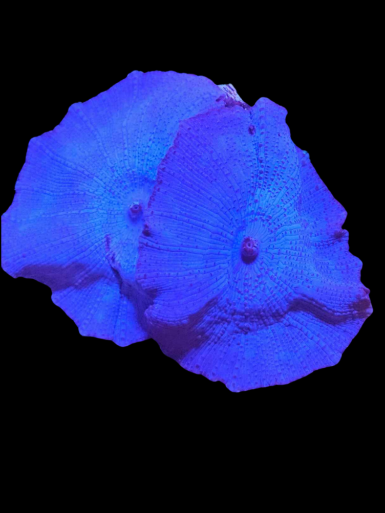 Blue discosoma