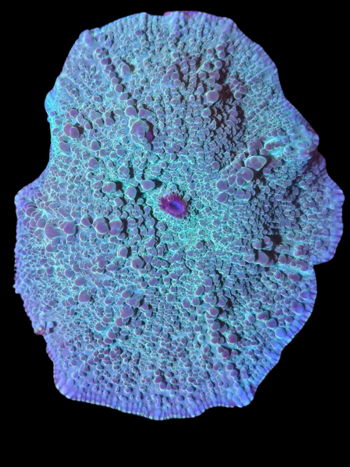 Green discosoma