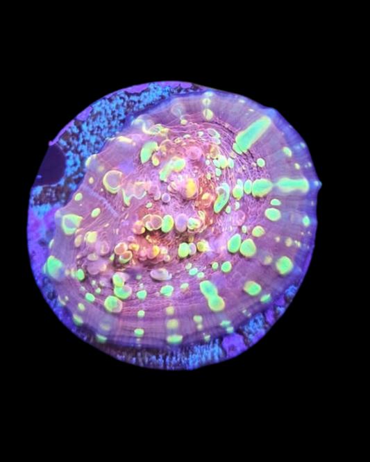 Gold meister Chalice - Canada Aquamarine