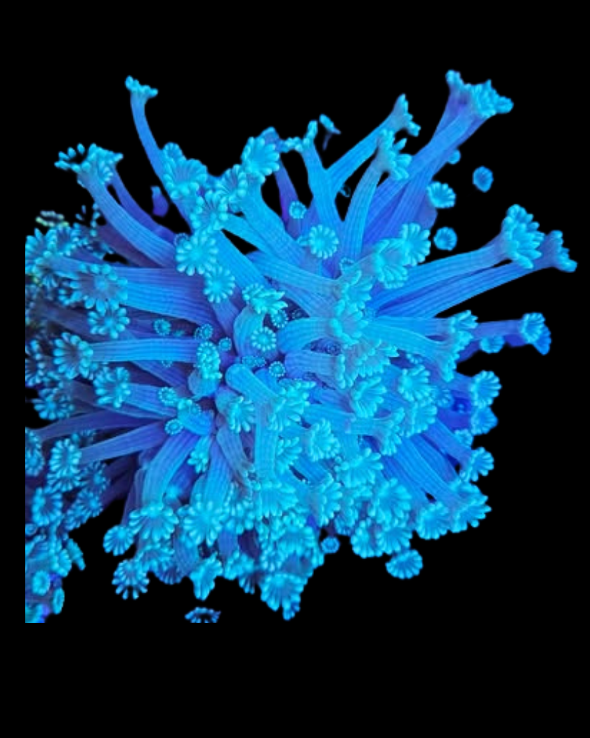 green Alvéopora - Canada Aquamarine