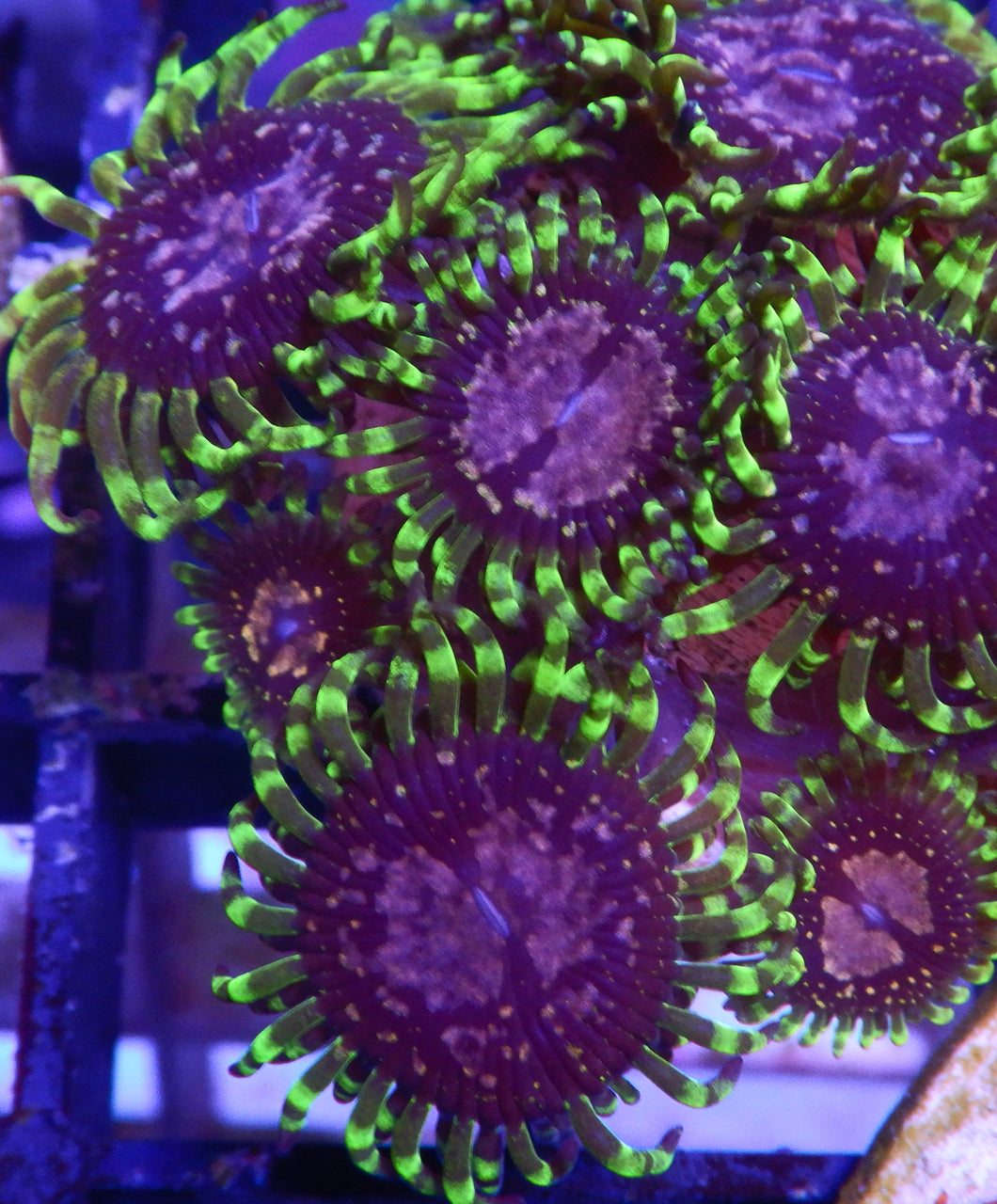 Purple monster zoa