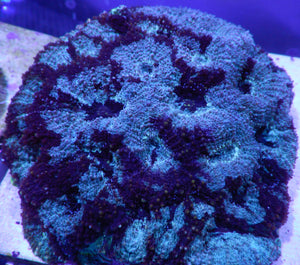 Genie acanthastrea échinata