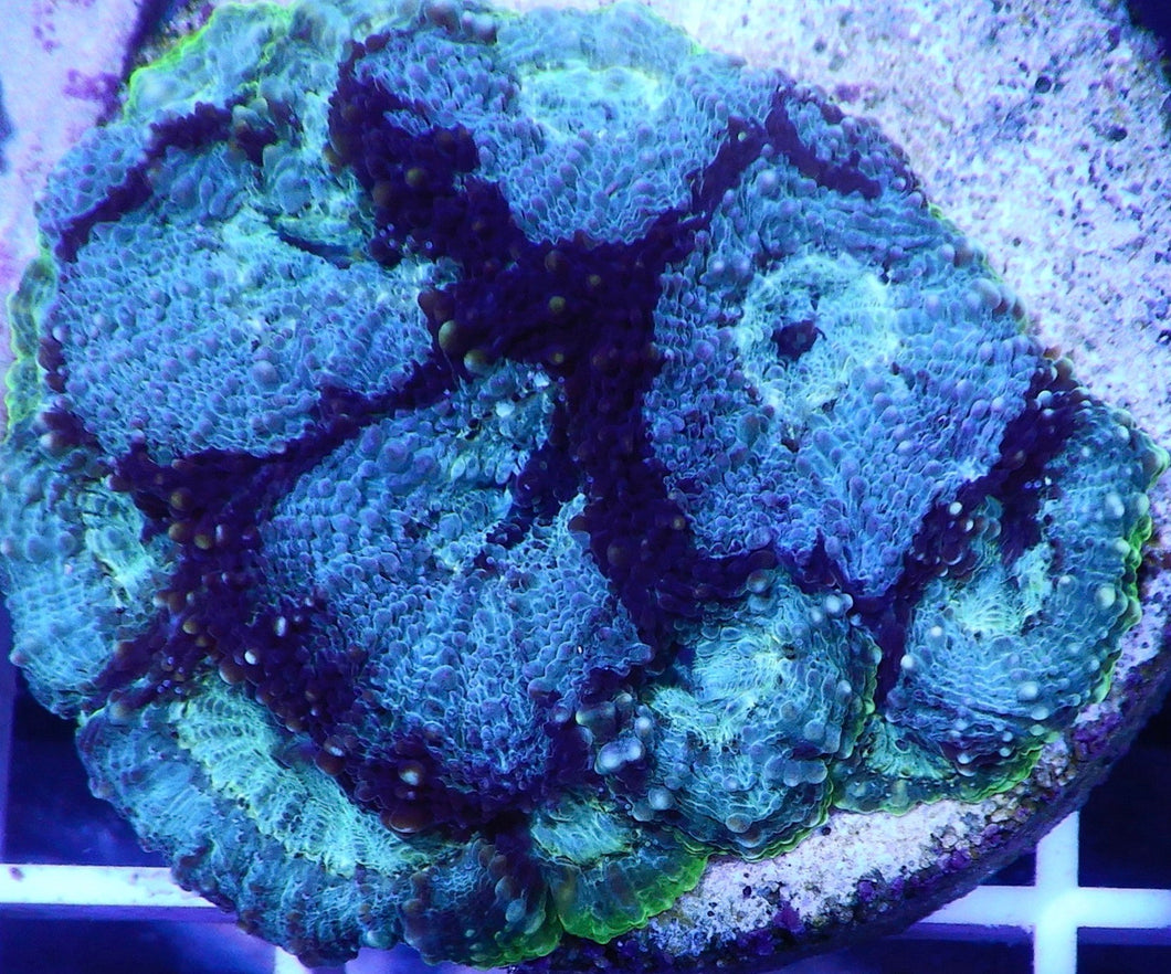 Genie acanthastrea échinata