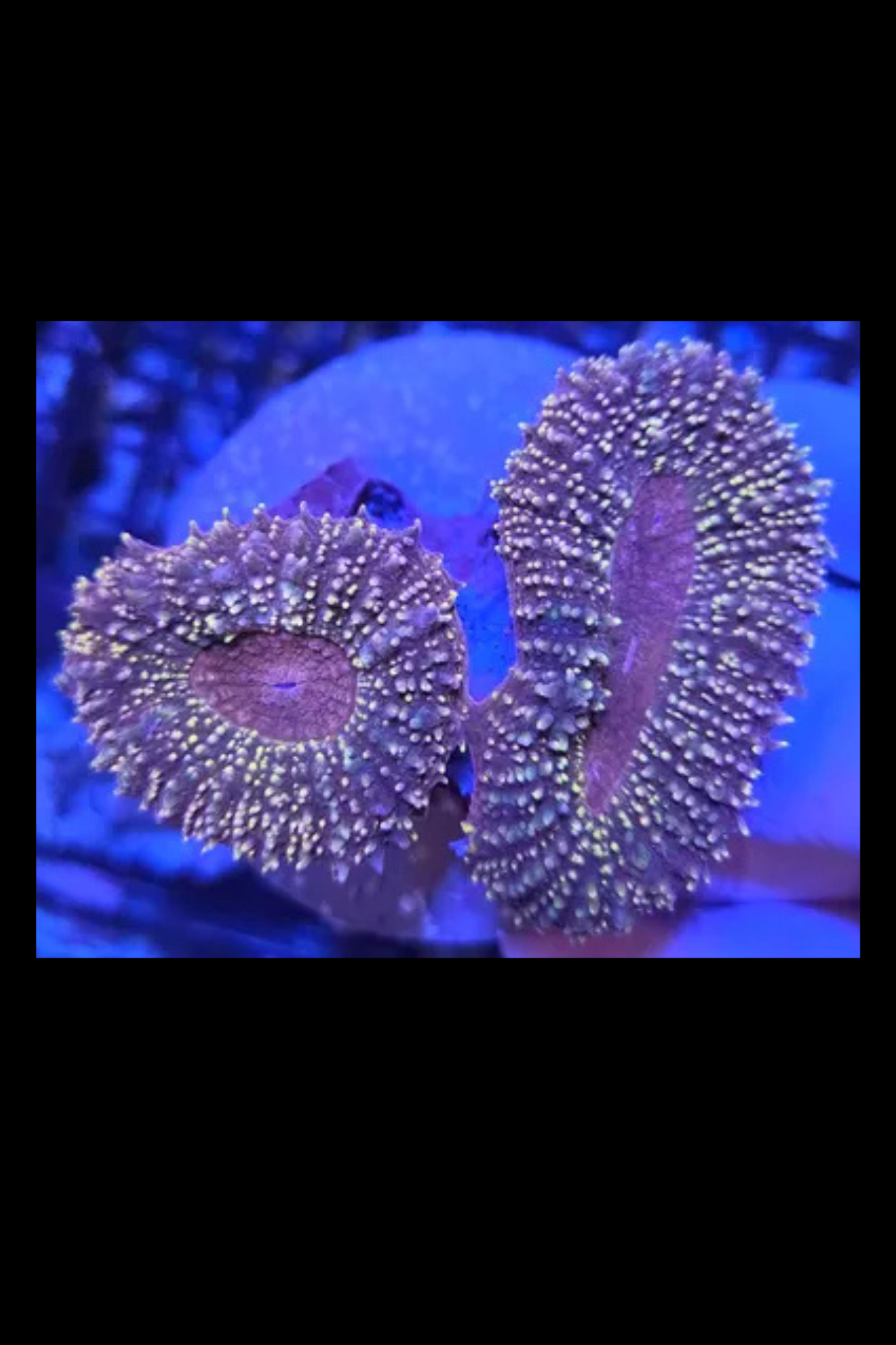 Branching lobophyllia large