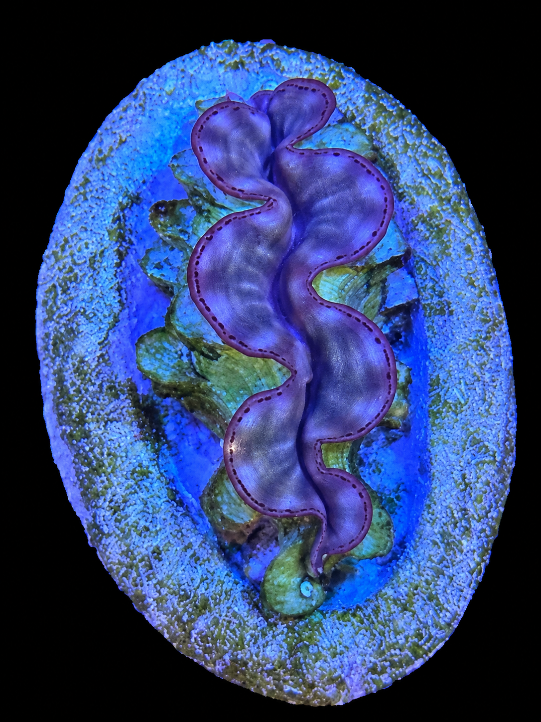 Squamosa Clam
