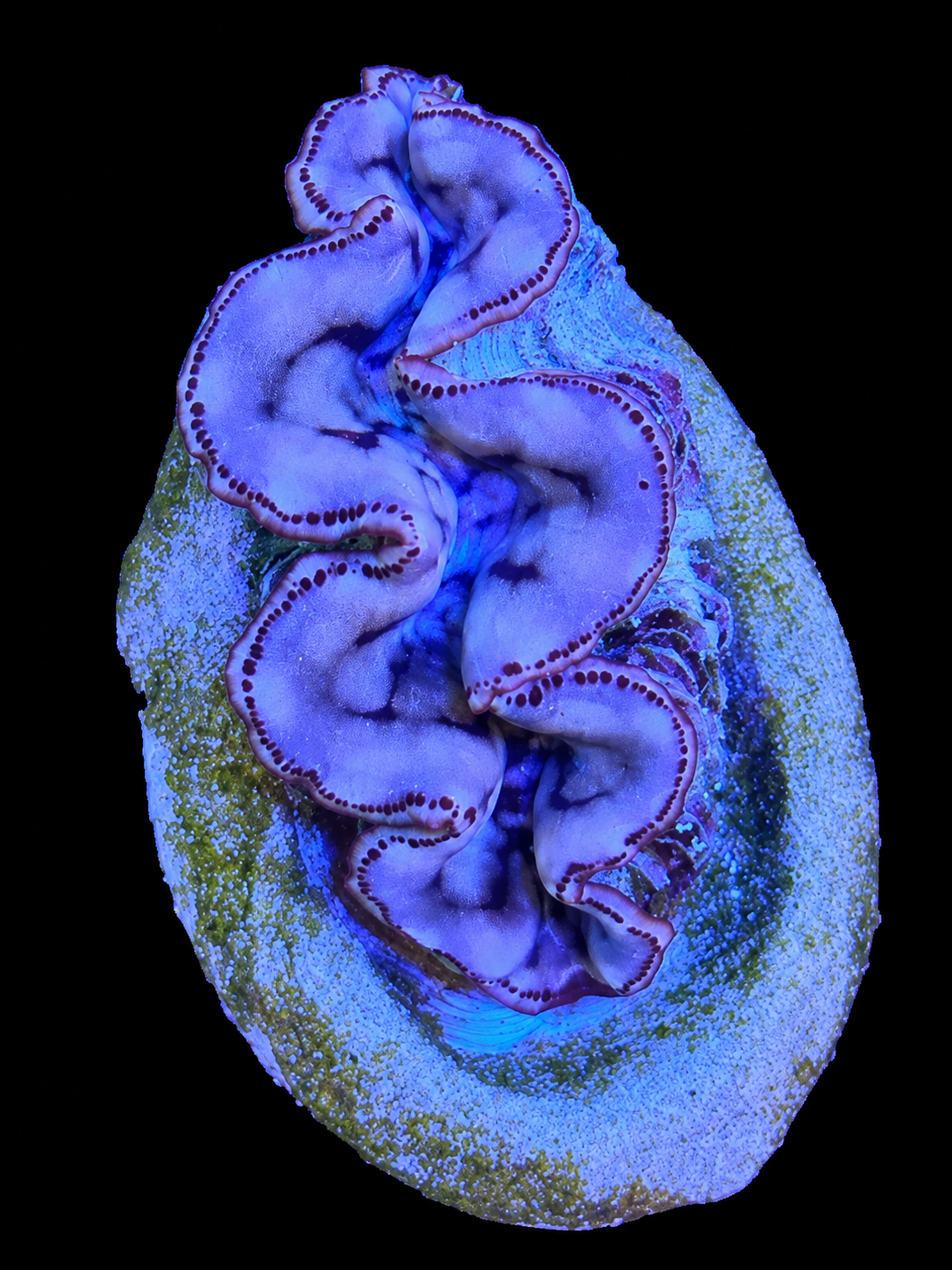 Maxima Clam