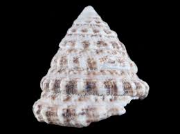 Turban vivant en forme de pyramide avec motif de snail, fabriqué par MB Coraux, en tissu coloré et élégant.