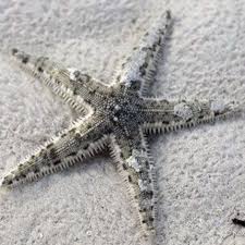 sand starfish