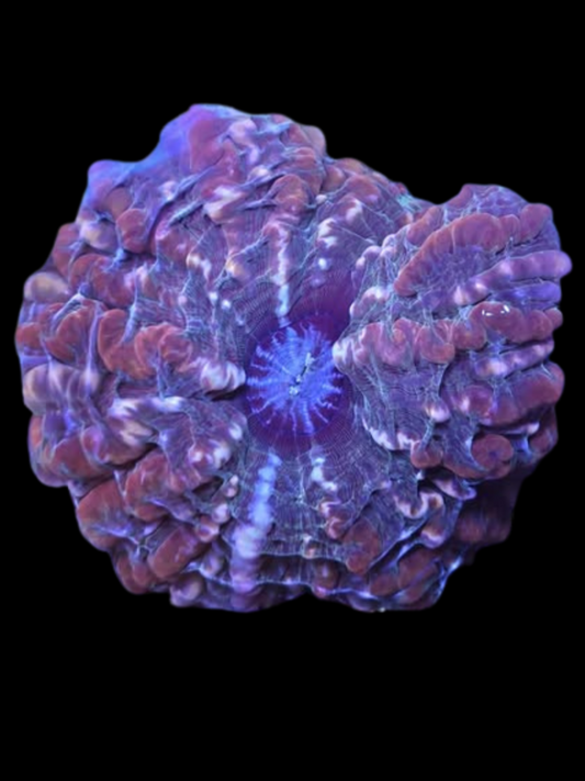 Ultra Cynarina WYSIWYG