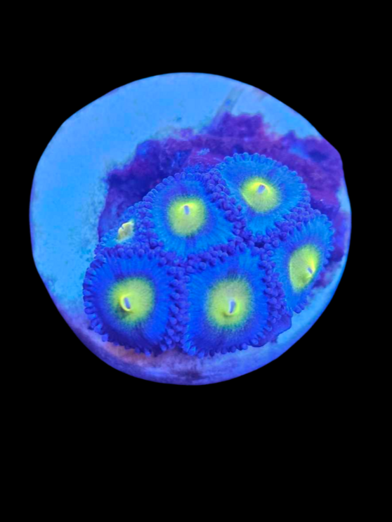 AOI zoa