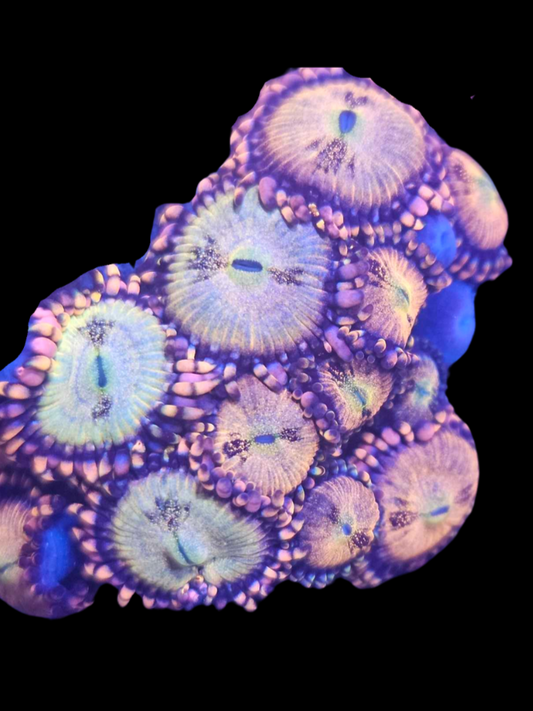 Zoa pink infusion