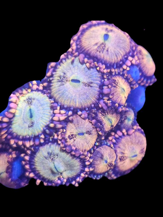 Zoa pink infusion