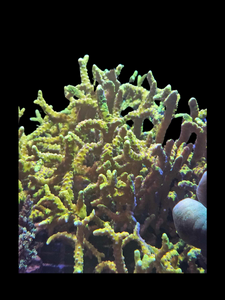 Goldenrod anacropora