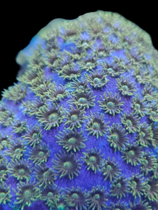 Stylocoenialla