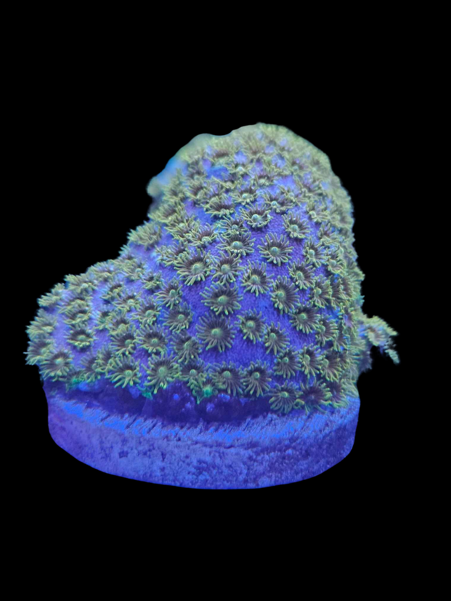 Stylocoenialla