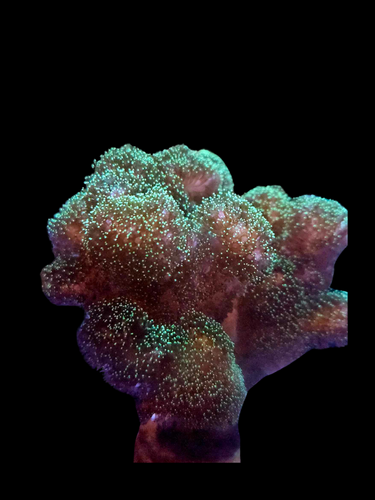 Green pocillopora