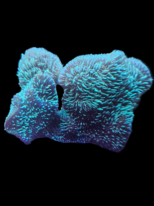 Pavona fuzzy