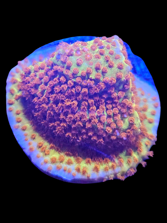 Burning banana stylocoeniella