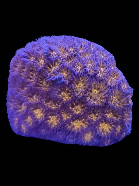 honeycomb leptastrea