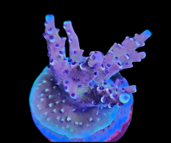 acropora pink cadillac