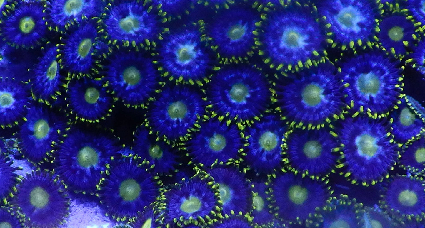 Blueberry zoa