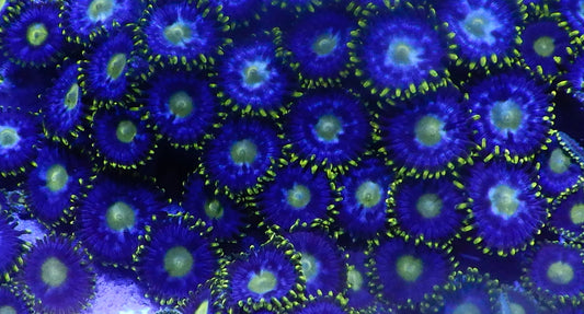 Blueberry zoa