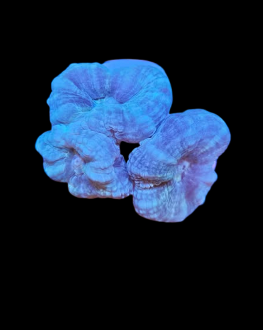 Blue candy cane - Canada Aquamarine