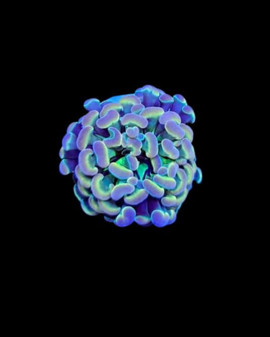 Rainbow hologram Hammer - Canada Aquamarine