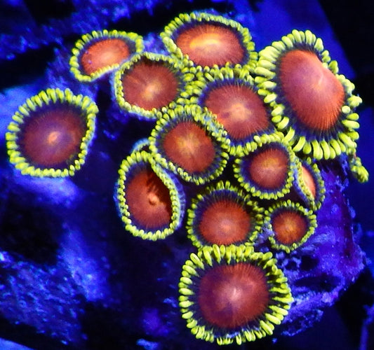 Yellow brick road zoa
